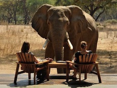 2 people at dinner looking at large elephant